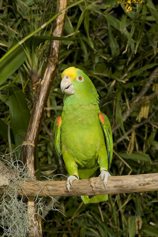 AMAZONE A FRONT JAUNE ELEVE MAIN 1100 85300 Challans