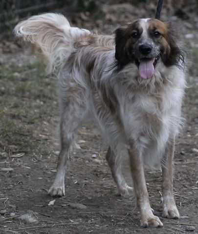 Mowgli 130 26700 Pierrelatte