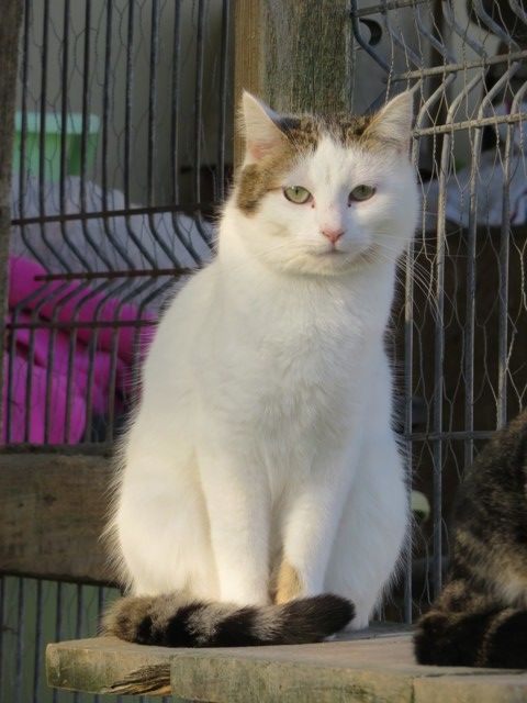 LADY femelle blanche et tigr&eacute;e 11 ans 150 16210 Chalais