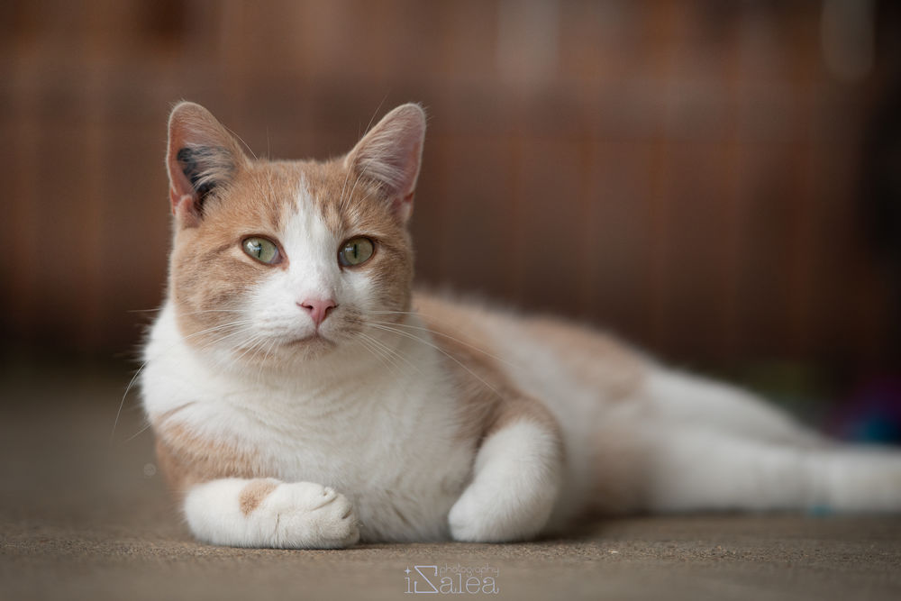 TIBISOU m&acirc;le roux et blanc 4 ans 160 17360 Saint-aigulin