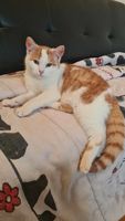 UNYX jeune chat roux et blanc à adopter 160 16210 Chalais