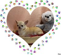 Chihuahua femelle petit gabarit 800 18140 Prcy