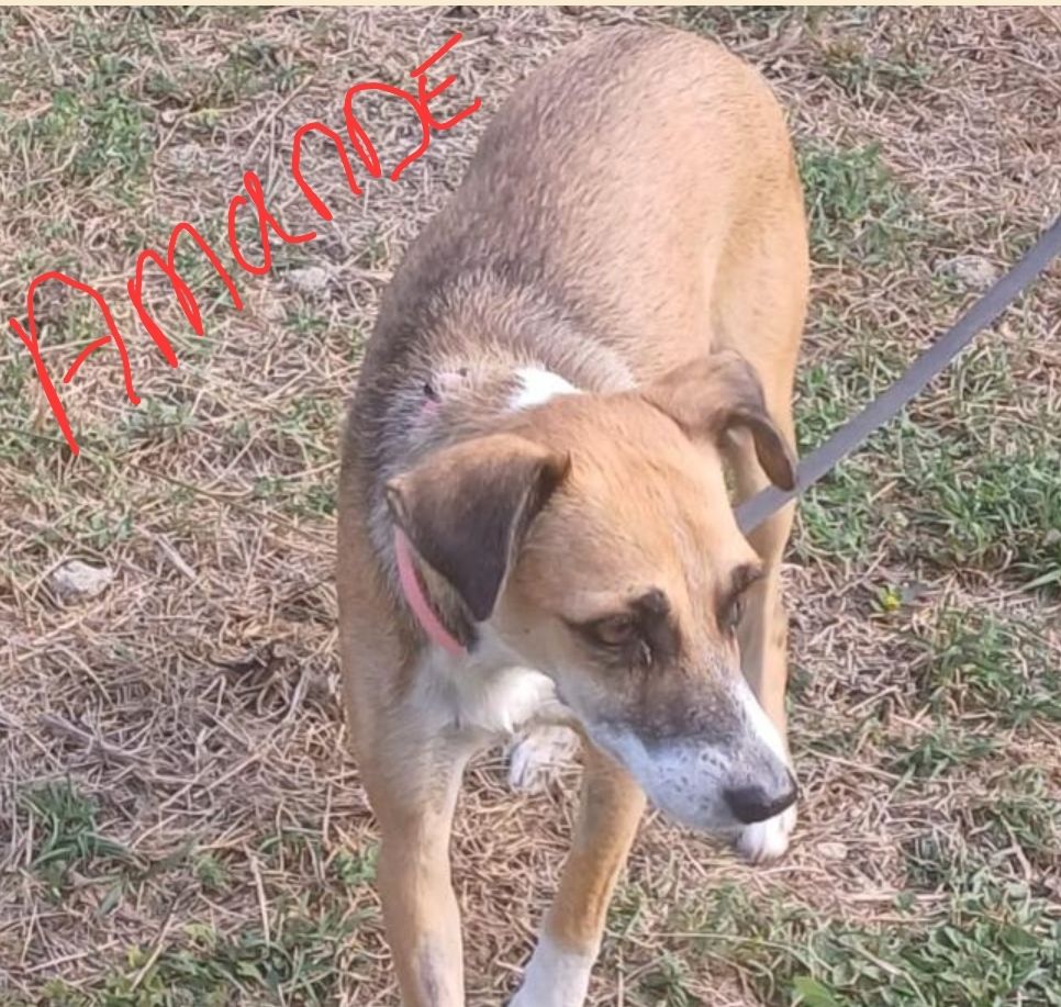 AMANDE FEMELLE 2AN NON ST&Eacute;RILIS&Eacute;E  ACTUELLEMENT EN GUADELOUPE A ADOPTER 0 75018 Paris