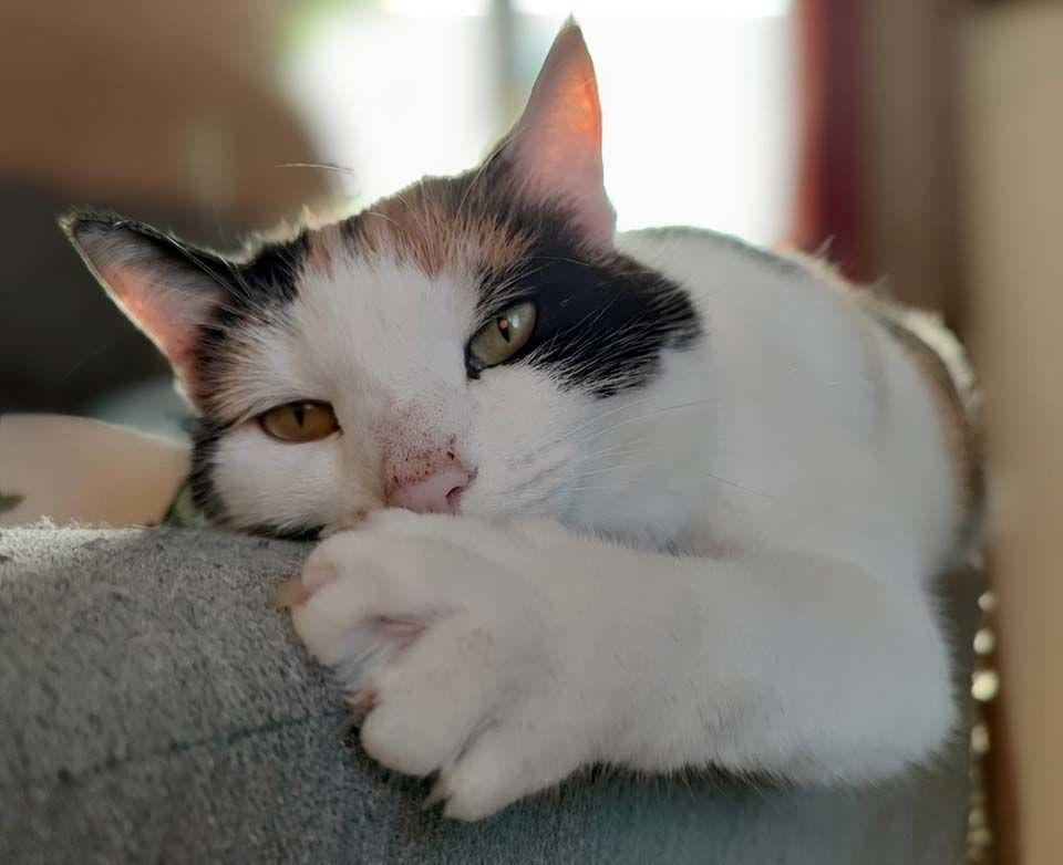 CHOUPETTE, adorable chatte tricolore &agrave; adopter via l'association UMA 230 18130 Vornay