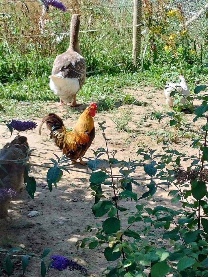 NUGGETS, beau coq nain &agrave; adopter via l'association UMA 1 03360 Ainay-le-ch�teau