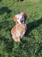 JAPY, gentil Epagneul Breton croisé Labrador  à adopter via l'association UMA 190 49270 Champtoceaux