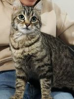 Sissi jeune chatte adorable 8 mois abandonnée cherche famille 120 11000 Carcassonne