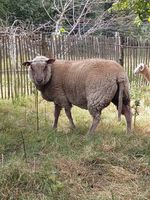 OURAGAN, gentil mouton Vendéen à tête rouge à adopter via l'association UMA 30 44170 Abbaretz