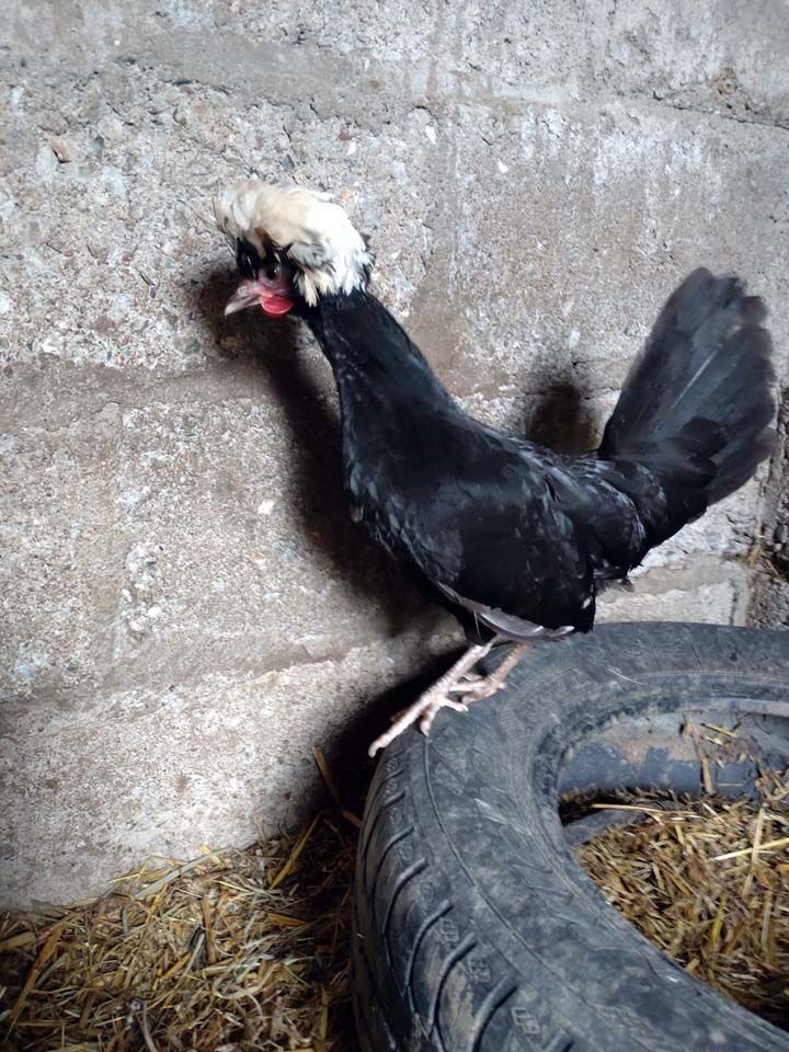 WAAL, magnifique coq Hollandais &agrave; adopter via l'association UMA 1 44170 Abbaretz