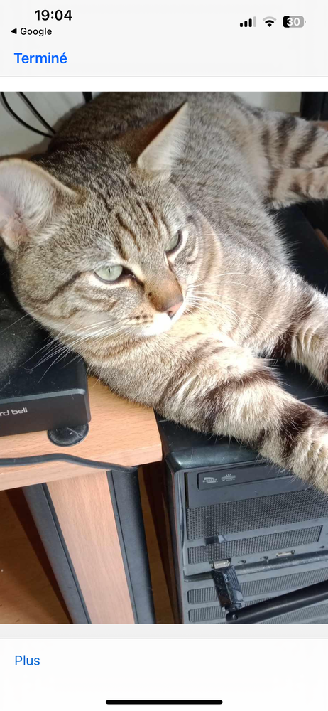 chat &agrave; l'adoption 180 85000 La roche-sur-yon