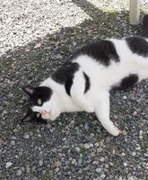 Cachou adorable chat calin 5 ans a adopter 120 11000 Carcassonne