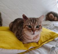 Baka adorable chat 1 an cherche sauveur pour adoption 120 11000 Carcassonne