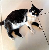 Cookie adorable chat cherche famille aimante 0 11000 Carcassonne
