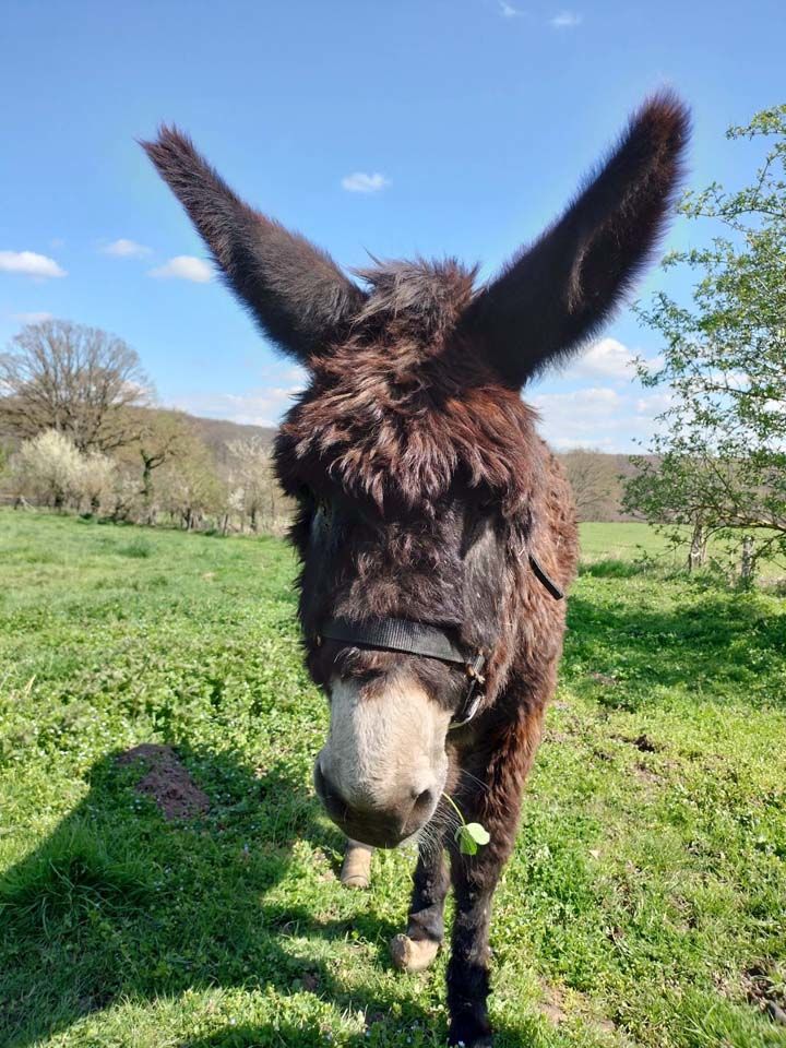 QUEBEC, adorable Ane du Bourbonnais &agrave; adopter via l'association UMA 200 03360 Ainay-le-ch�teau