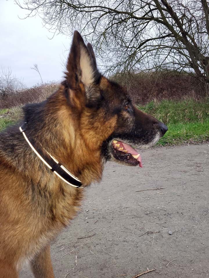 NEPTUNE, magnifique Berger Allemand &agrave; adopter 300 44450 Saint-julien-de-concelles