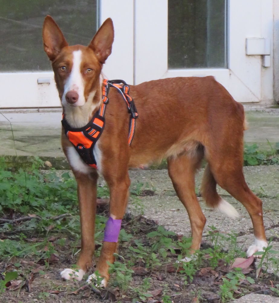 Zoe, 12 mois, est &agrave; l'adoption! 0 34000 Montpellier