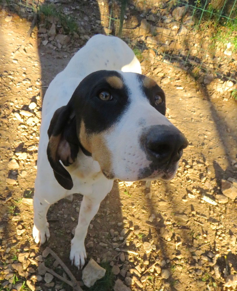 P&eacute;pite, 2 ans, est &agrave; l'adoption! 0 34000 Montpellier