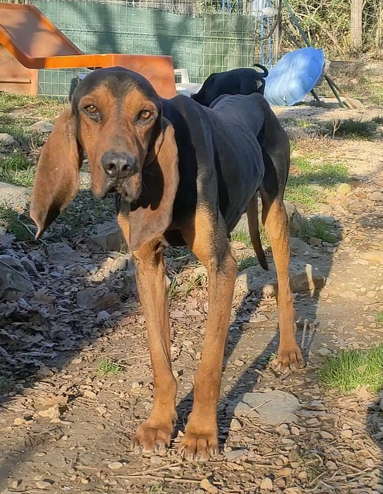 Arthus cherche une famille... 0 34000 Montpellier