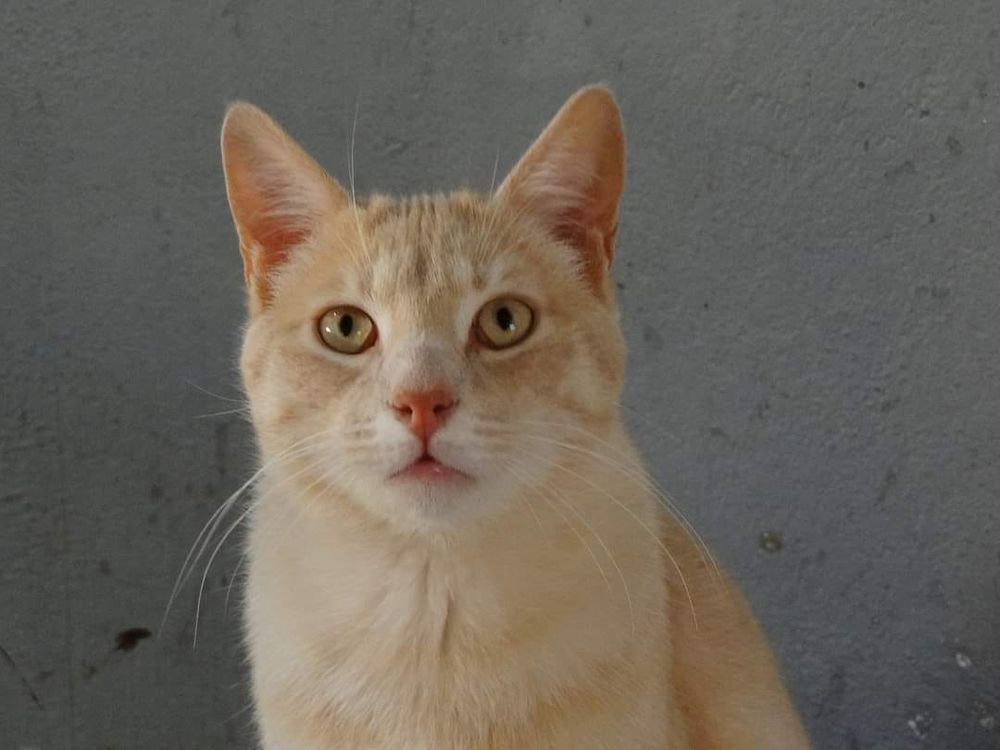 LUKA 230 27620 Gasny