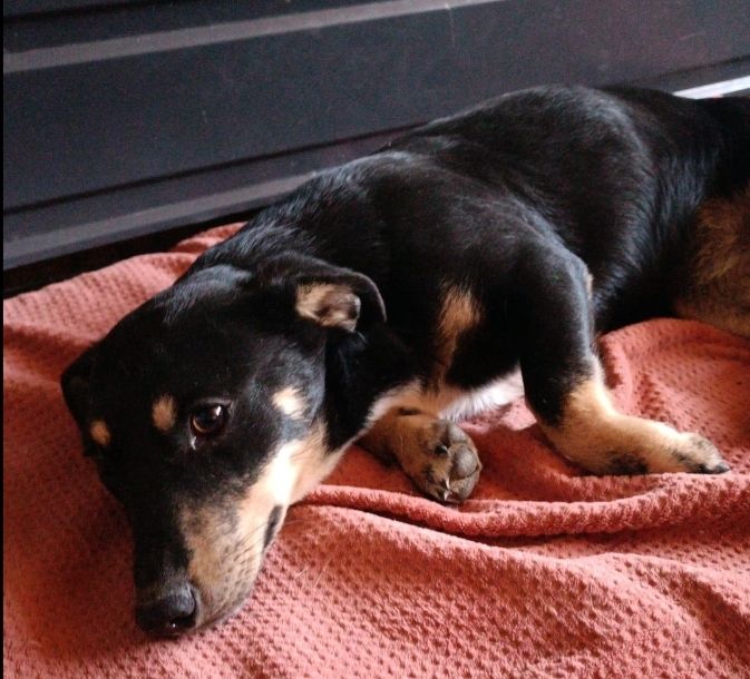 SHELLY FEMELLE NON ST&Eacute;RILIS&Eacute;E 7 MOIS A SAUVER DE ROUMANIE 0 75018 Paris