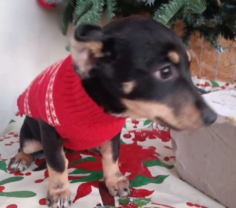 SELENA FEMELLE NON ST&Eacute;RILIS&Eacute;E 7 MOIS A SAUVER DE ROUMANIE 0 75018 Paris