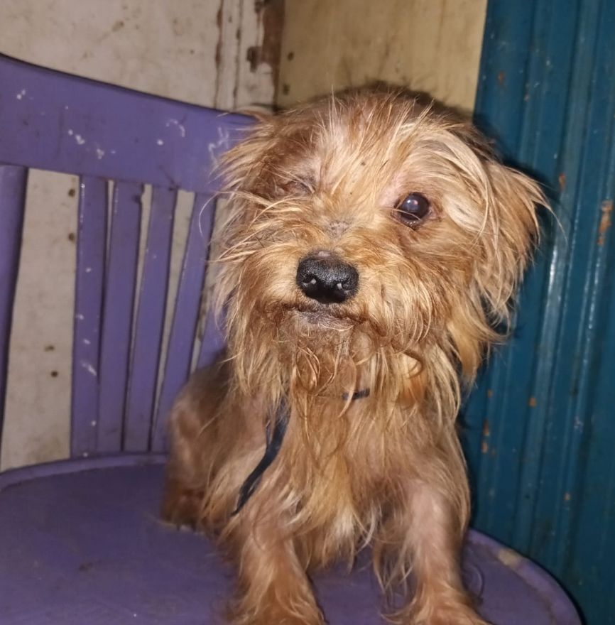 AIDEZ NOUS A RAPATRIER D'EGYPTE  KOUKY DE TOUTE URGENCE 0 75018 Paris