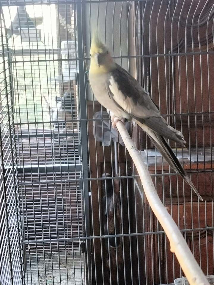 FLY, magnifique Perruche Calopsitte &agrave; adopter 15 03360 Isle-et-bardais