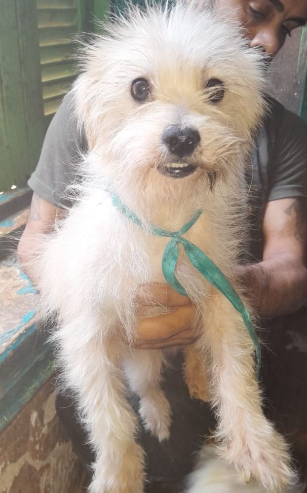 NUAGE M&Acirc;LE NON CASTR&Eacute; 2ANS 1/2 A SAUVER D'&Eacute;GYPTE ADOPTION SEULEMENT 0 75018 Paris