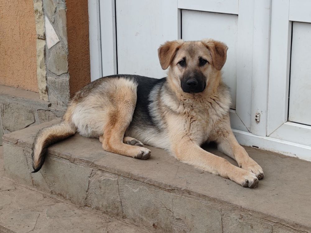 Gims &agrave; l'adoption 320 01500 Amb�rieu-en-bugey