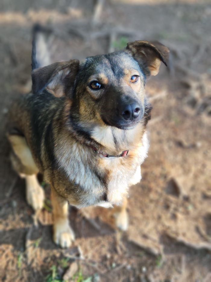 Gabi &agrave; l'adoption 220 01500 Amb�rieu-en-bugey