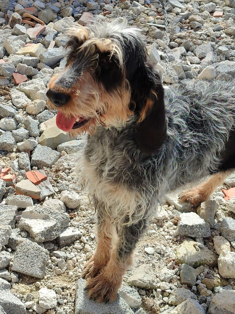 Rose, montagne d amour, Griffon x Bleu de Gascogne 300 06460 Saint-vallier-de-thiey