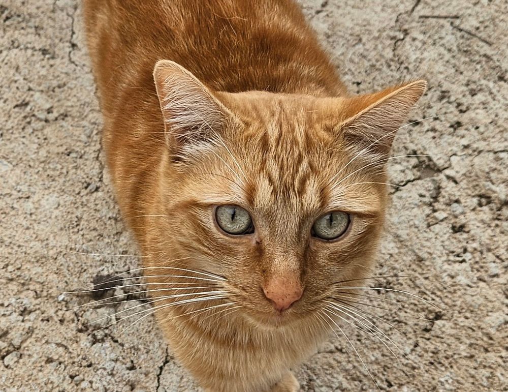 PIRATA 230 27620 Gasny