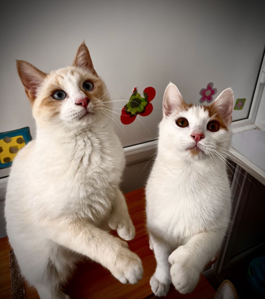 Chatons mignons et adorables 250 82190 Miramont-de-quercy