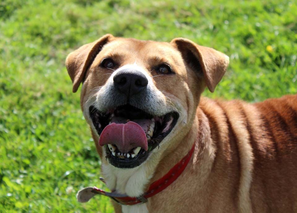 TAI, adorable crois&eacute; Golden Retriever &agrave; adopter 200 18210 Vernais