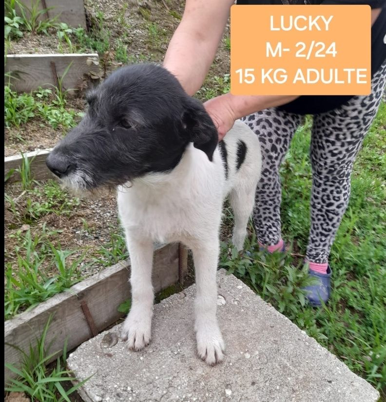 LUCKY M&Acirc;LE NON CASTR&Eacute; 6MOIS A SAUVER DE ROUMANIE ADOPTION UNIQUEMENT 0 75018 Paris
