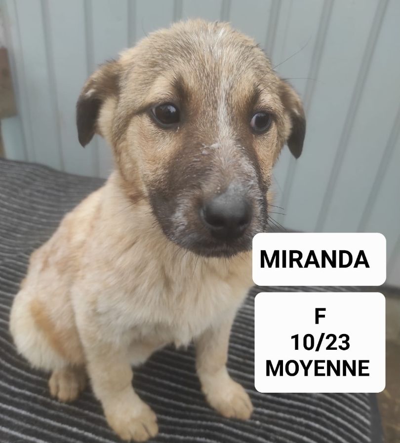 MIRANDA FEMELLE NON ST&Eacute;RILIS&Eacute;E 9 MOIS A SAUVER DE ROUMANIE ADOPTION UNIQUEMENT 0 75018 Paris