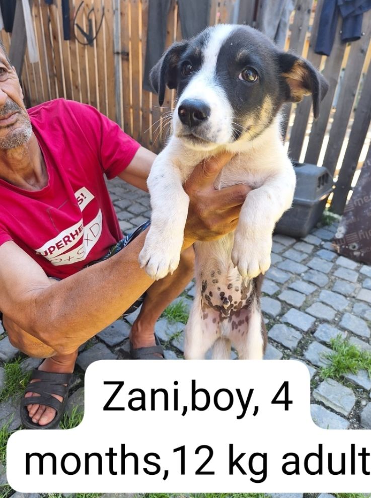 ZANI MALE 4MOIS NON CASTRE A SAUVER DE ROUMANIE ADOPTION SEULEMENT 0 75018 Paris