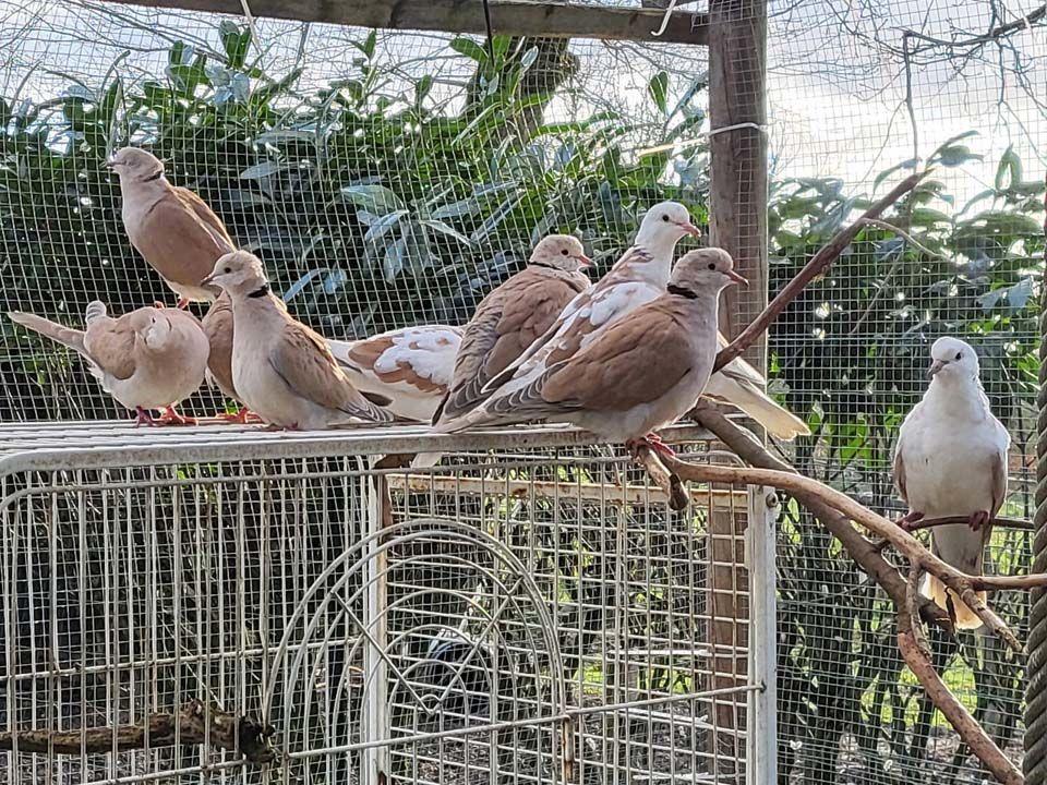 TOURTERELLES &agrave; adopter via l'association UMA 10 56220 Peillac