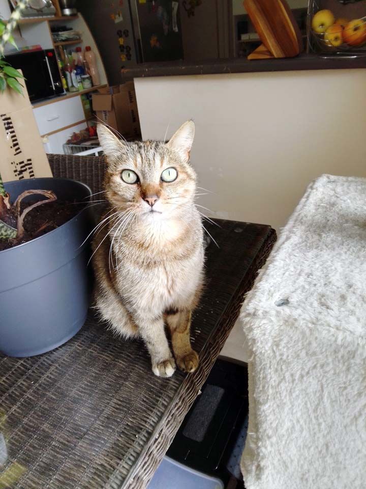 ORIA, magnifique chatte tigr&eacute;e &agrave; adopter via l'association UMA 160 18700 Aubigny-sur-n�re