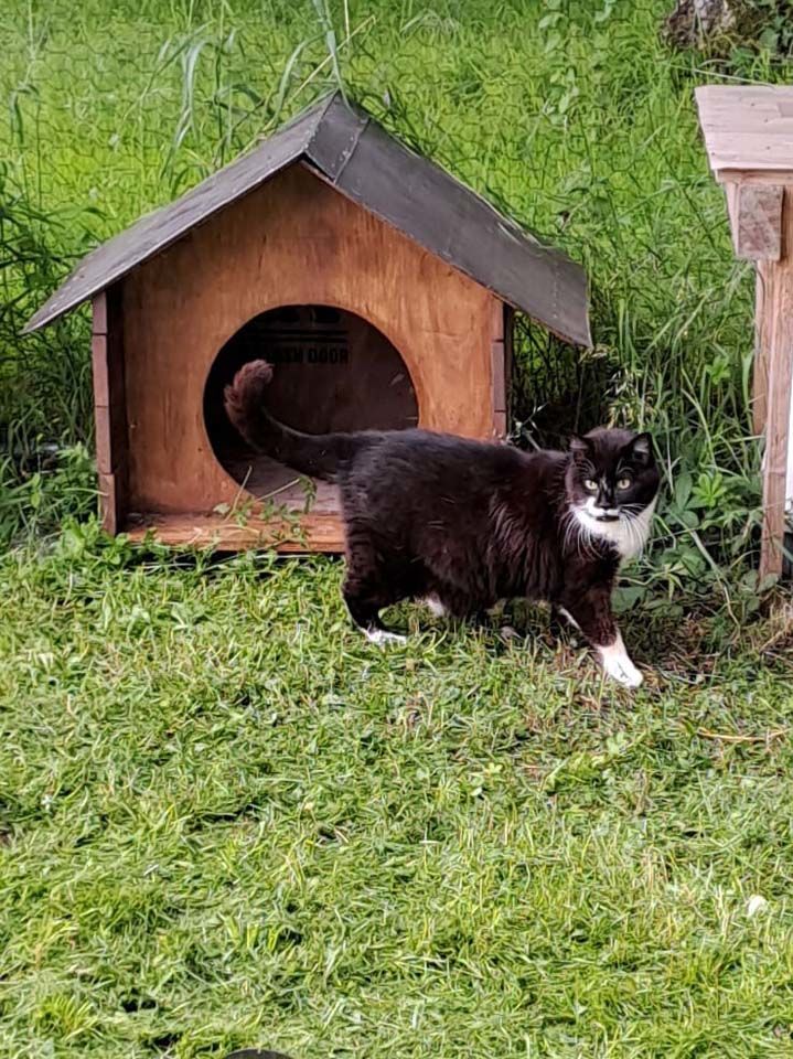 MAYA, jolie chatte noire et blanche &agrave; adopter via l'association UMA 150 18130 Parnay