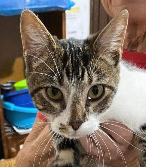 HOLLY 230 27620 Gasny