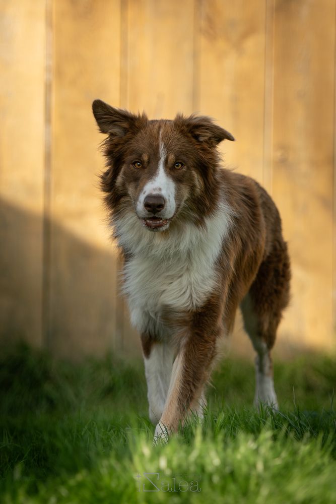 THOR m&acirc;le border collie 4 ans 240 16210 Chalais