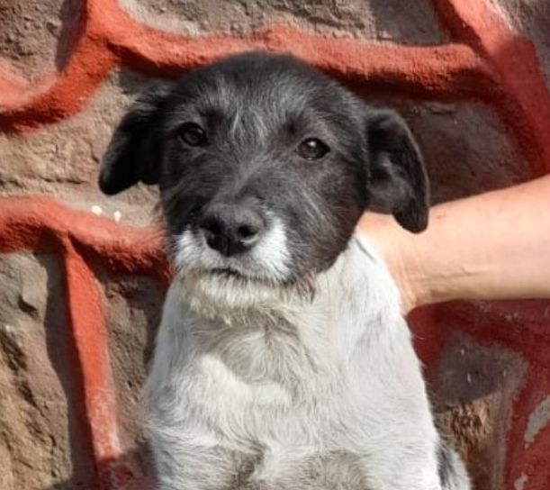 LUKY MALE NON CASTRE 6 MOIS A SAUVER DE ROUMANIE 0 75018 Paris