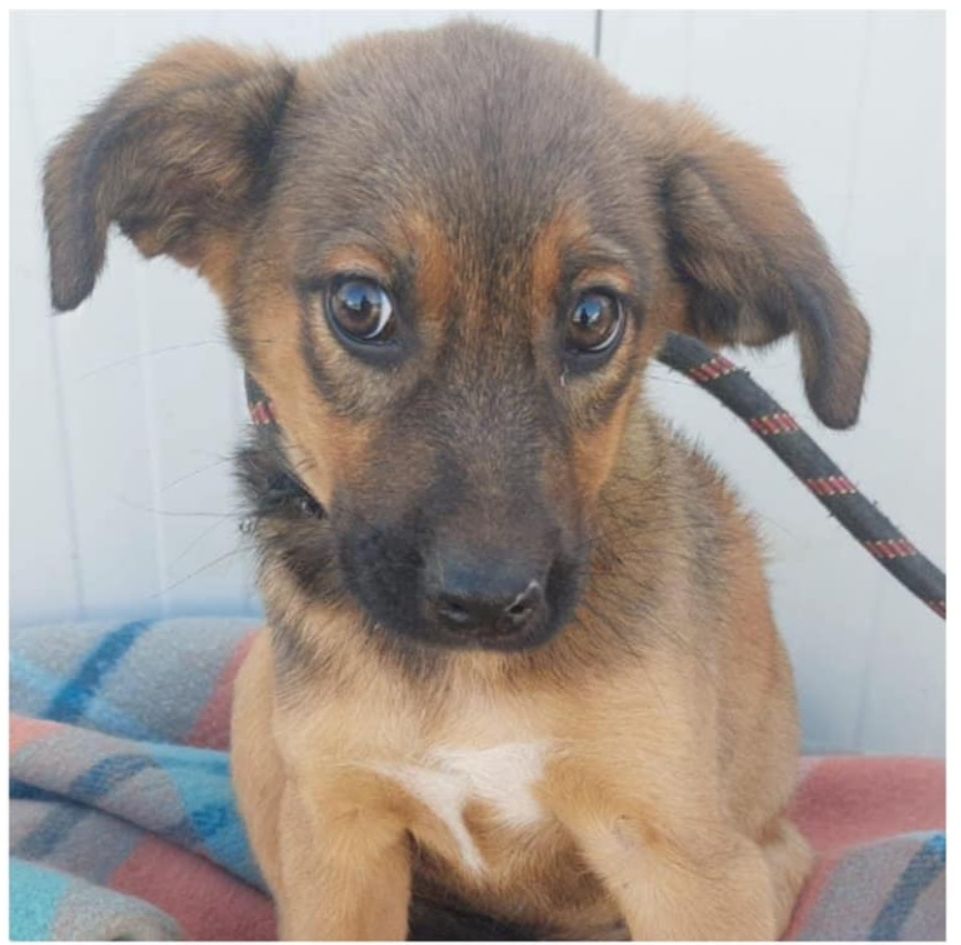 SOS FIRMIN M&Acirc;LE CASTRE 11MOIS A SAUVER DE ROUMANIE 0 75018 Paris