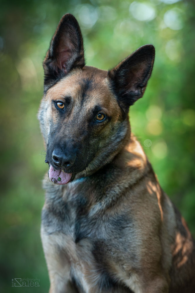 TAO m&acirc;le type malinois 4 ans 240 16210 Chalais