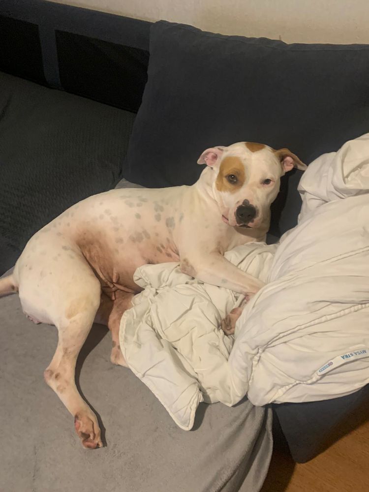 Nibby,4 ans,cherche un bon foyer 280 92350 Le plessis-robinson