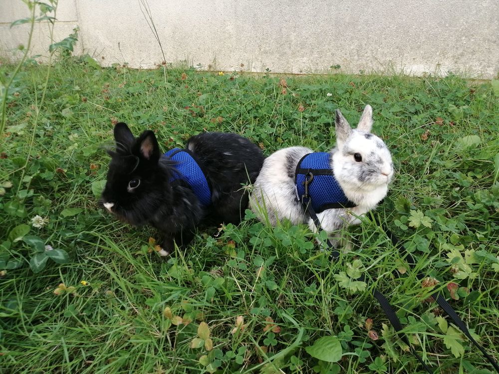 Onyx & Or&eacute;o 1 44000 Nantes