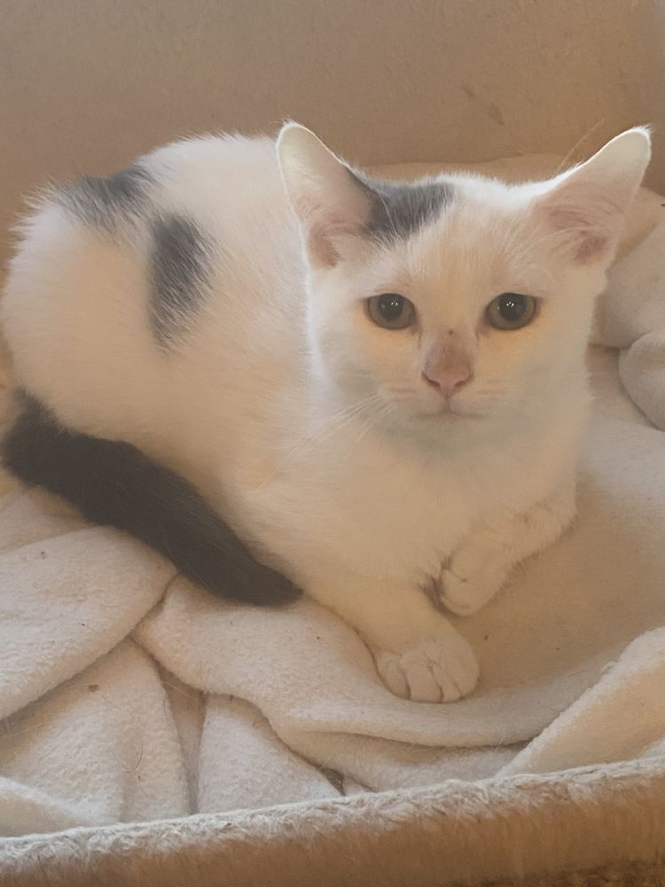 Chaton adorable 280 94800 Villejuif