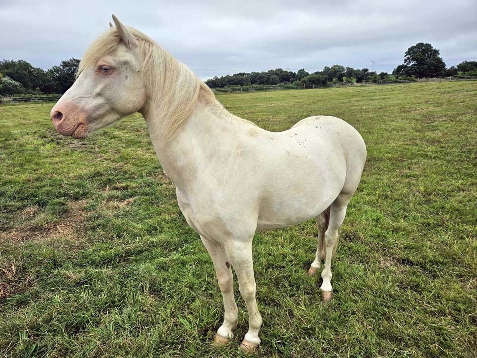 FALCO, magnifique poney cr&egrave;me aux yeux bleus &agrave; adopter via l'association UMA 1000 44100 Nantes