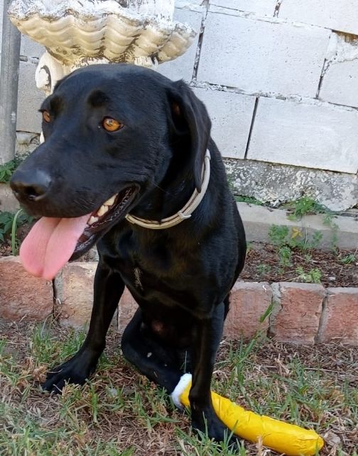 LERI SOS LERI  FEMELLE NON ST&Eacute;RILIS&Eacute;E 2ANS ET DEMI ENVIRON A SAUVER D'ESPAGNE 0 75018 Paris